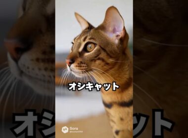 見た目はワイルドなのに、意外に人なつっこい猫…オシキャット😽｜猫の雑学  #shorts #猫のいる暮らし #猫の雑学 #cat #猫好きさんと繋がりたい #猫