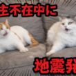 旅行でお留守番中の猫たちが地震にあっていました