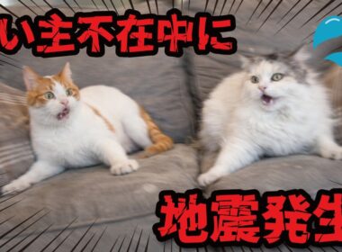 旅行でお留守番中の猫たちが地震にあっていました