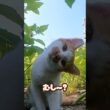 この仕草！反則すぎる…首かしげ子猫が天使すぎた！ #保護猫 #shorts  #ねこ #子ネコ #保護子猫 #猫のいる暮らし #猫家族 #兄弟猫 #cat