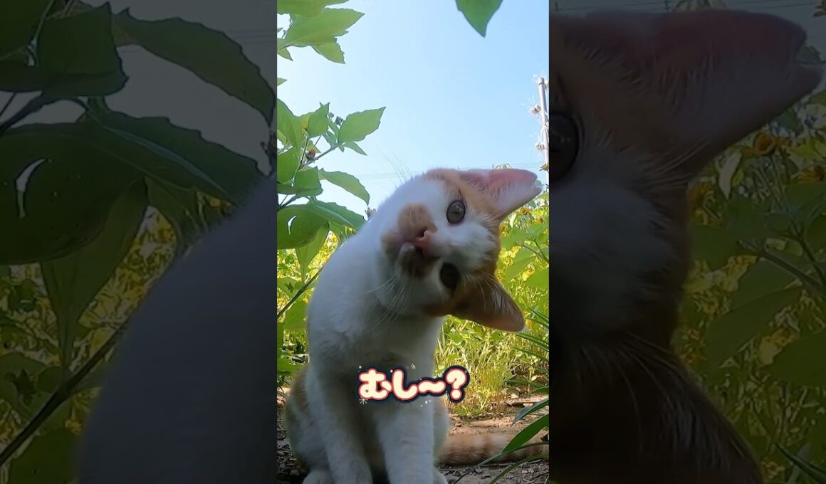 この仕草！反則すぎる…首かしげ子猫が天使すぎた！ #保護猫 #shorts  #ねこ #子ネコ #保護子猫 #猫のいる暮らし #猫家族 #兄弟猫 #cat