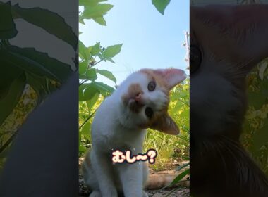 この仕草！反則すぎる…首かしげ子猫が天使すぎた！ #保護猫 #shorts  #ねこ #子ネコ #保護子猫 #猫のいる暮らし #猫家族 #兄弟猫 #cat
