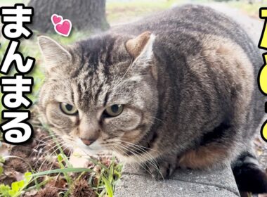 まんまるボディがめちゃかわいい早朝のお腹ぽっちゃりキジトラたぬき猫たぬこちゃん😸（野良猫•地域猫）🐈