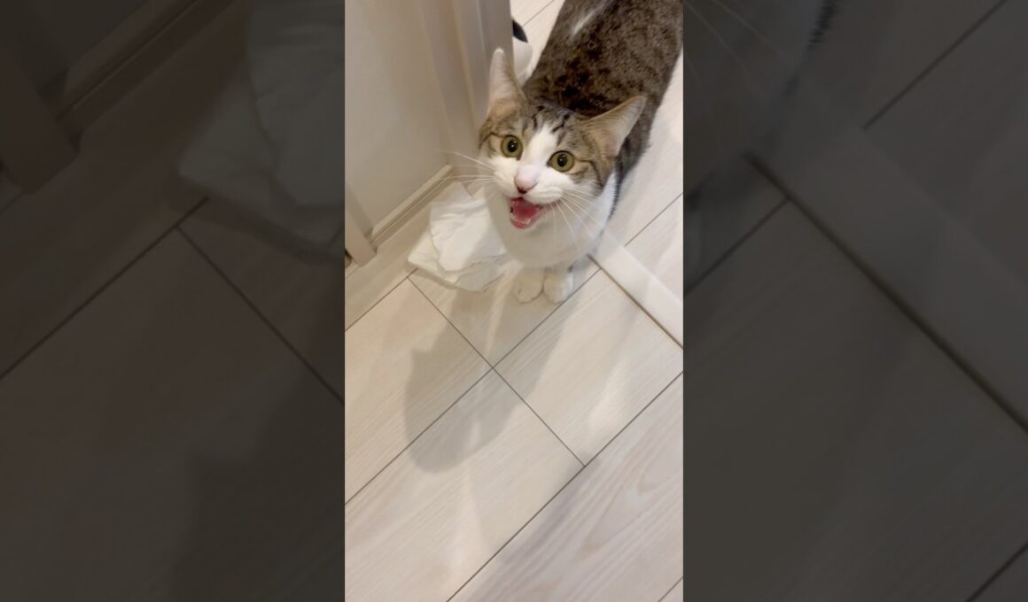 呼んだらお返事しながら向かってくる子猫 #子ネコ #子猫の成長記録 #野良猫から家猫へ