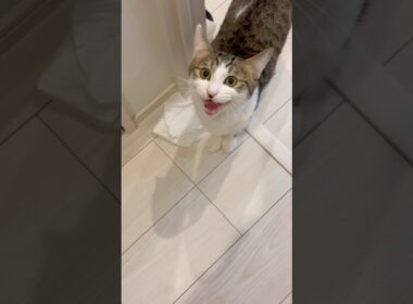 呼んだらお返事しながら向かってくる子猫 #子ネコ #子猫の成長記録 #野良猫から家猫へ