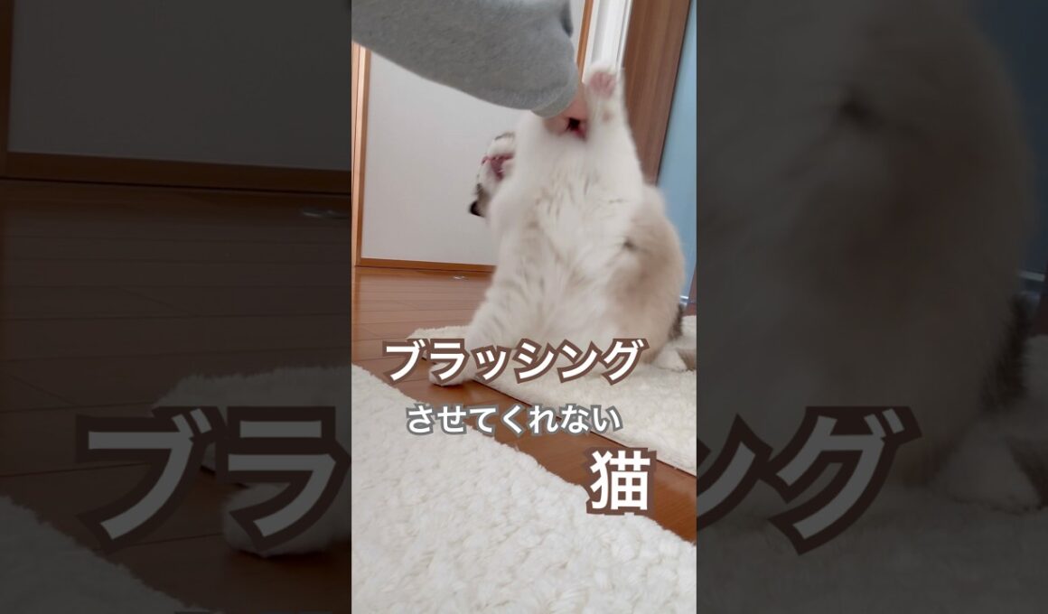 ブラッシングさせてくれない猫様😅💕#ラグドール #猫のいる暮らし #猫好きさんと繋がりたい #ねこ動画