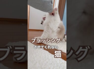 ブラッシングさせてくれない猫様😅💕#ラグドール #猫のいる暮らし #猫好きさんと繋がりたい #ねこ動画