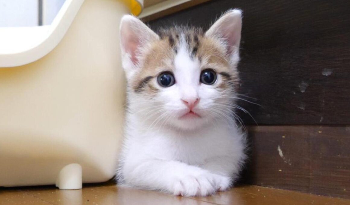 挟まっちゃってる子猫さん、出ておいで【赤ちゃん猫　保護猫】