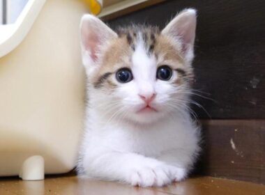 挟まっちゃってる子猫さん、出ておいで【赤ちゃん猫　保護猫】