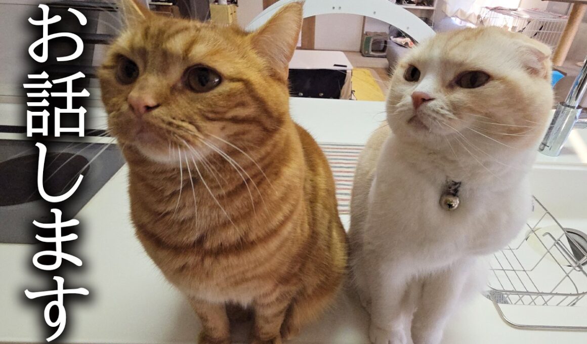 重大な決断をしました...