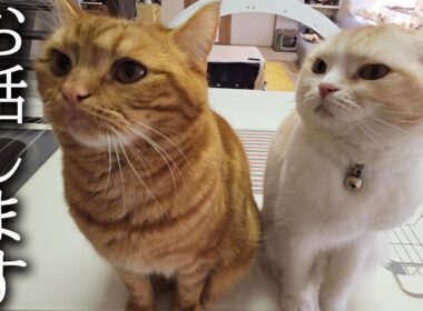 重大な決断をしました...