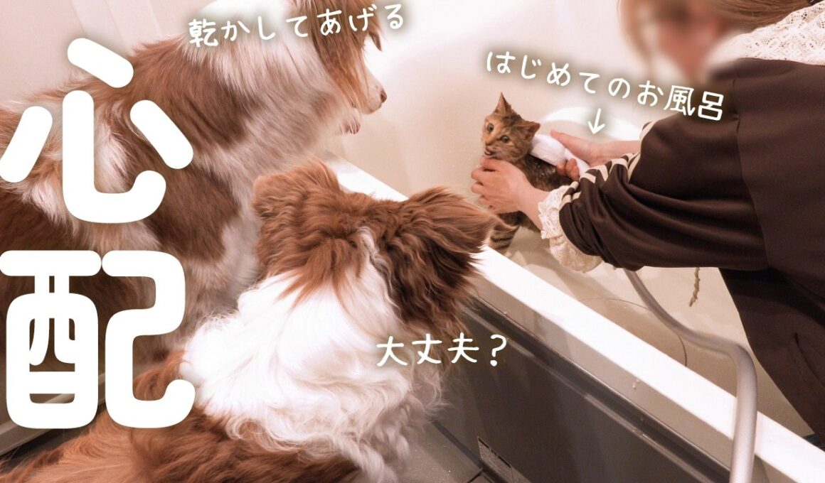 子猫がはじめてお風呂に入ったら心配でずっと見守ってる犬達が尊い🥺【ボーダーコリー・オーストラリアンシェパード】