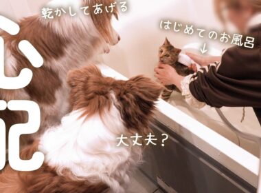 子猫がはじめてお風呂に入ったら心配でずっと見守ってる犬達が尊い🥺【ボーダーコリー・オーストラリアンシェパード】