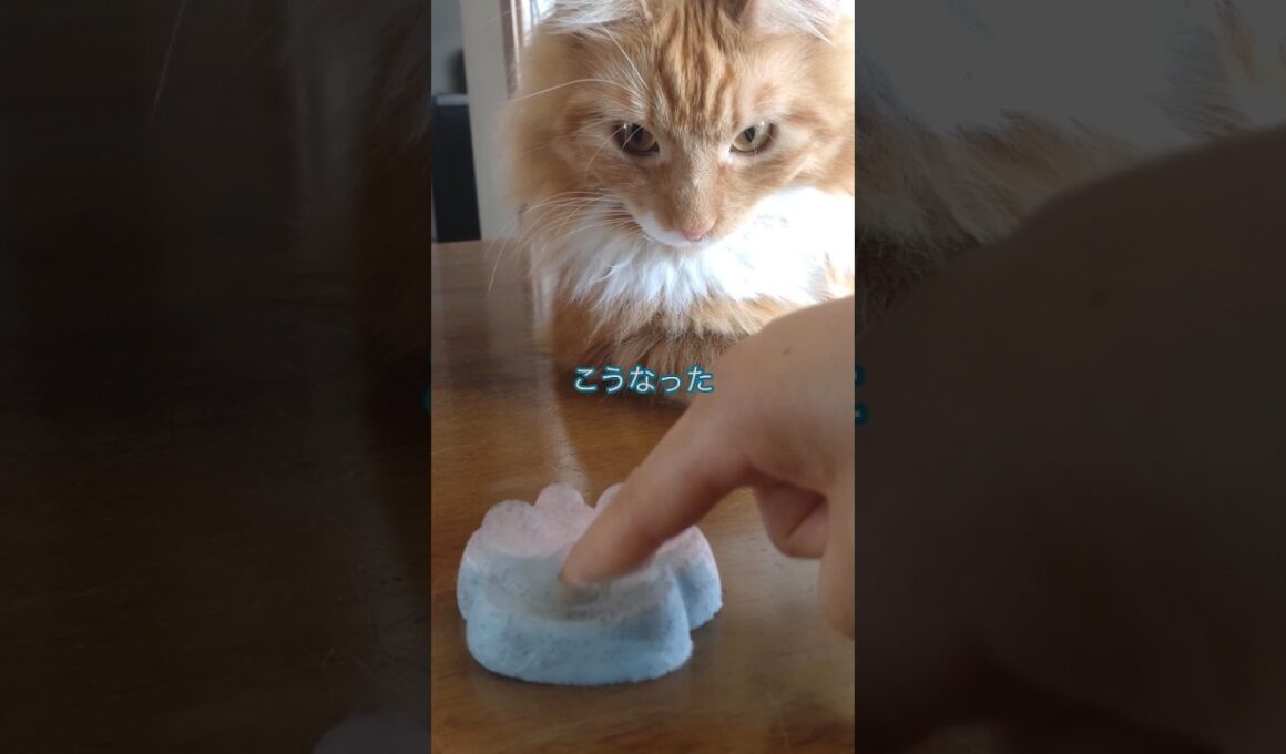 肉球？#cat#メインクーン