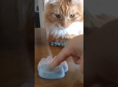 肉球？#cat#メインクーン