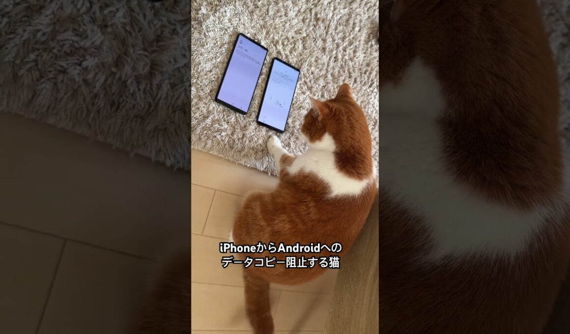 猫もけっこう忙しいらしい。 #スコティッシュフォールド #猫のいる暮らし #茶白猫 #猫好きさんと繋がりたい