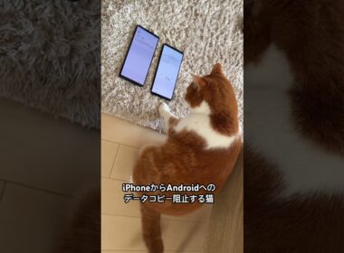 猫もけっこう忙しいらしい。 #スコティッシュフォールド #猫のいる暮らし #茶白猫 #猫好きさんと繋がりたい