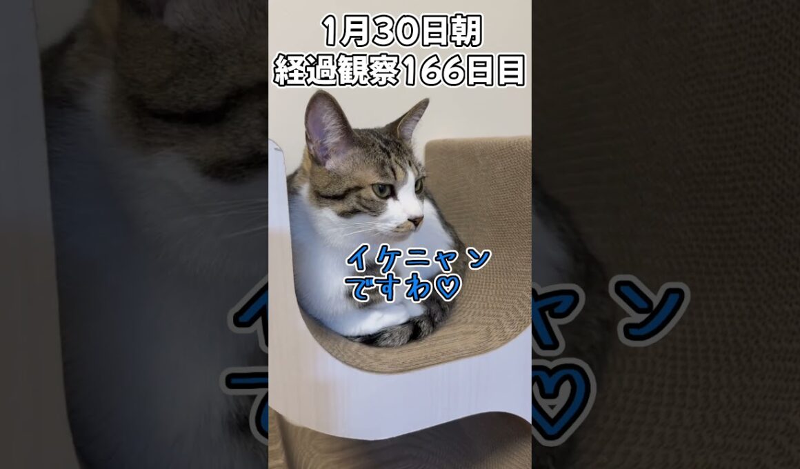 ハルのFIP闘病記 投薬治療終了! 経過観察166日目 #shorts #猫 #子猫