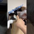 可愛いスフィンクス猫チャイとハチワレ猫緑（りょく）#shorts #猫 #cat #猫のいる暮らし #funnycats