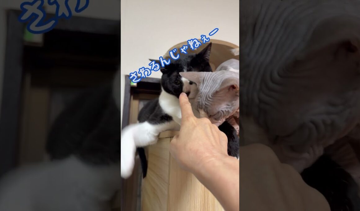可愛いスフィンクス猫チャイとハチワレ猫緑（りょく）#shorts #猫 #cat #猫のいる暮らし #funnycats