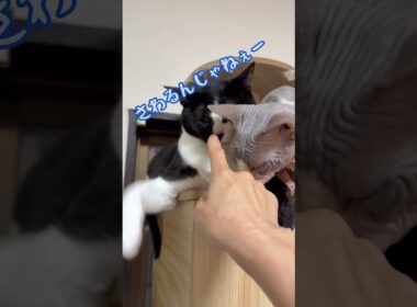 可愛いスフィンクス猫チャイとハチワレ猫緑（りょく）#shorts #猫 #cat #猫のいる暮らし #funnycats