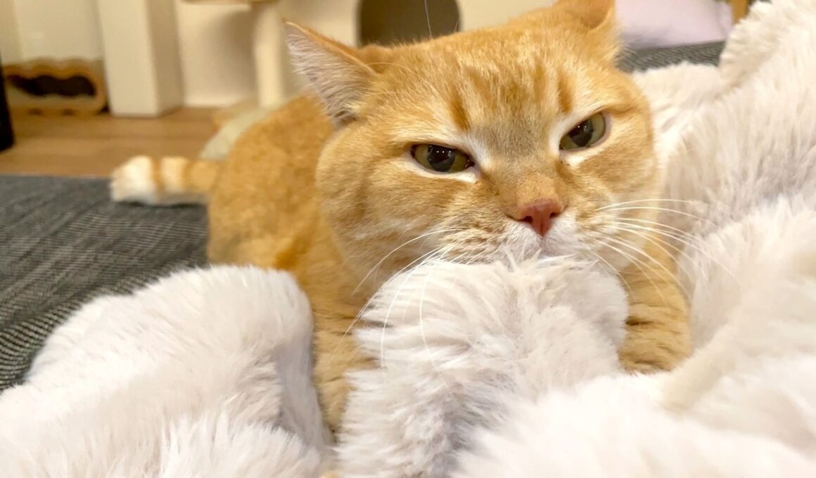 年度末のふみふみ納めに邪魔が入りました。