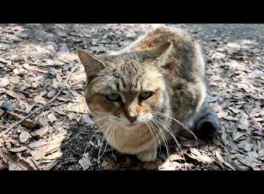 ミャッミャッ声のかけ合いしてる話好きなおしゃべり猫モナカたち