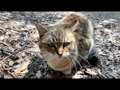 ミャッミャッ声のかけ合いしてる話好きなおしゃべり猫モナカたち