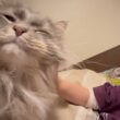 甘えるタイミングを狙う猫　ラガマフィン　サイベリアンcat waiting for the right moment to be affectionate. Ragamuffin. Siberian