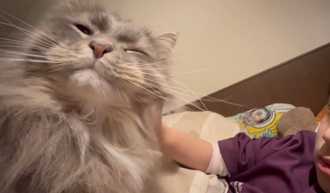甘えるタイミングを狙う猫　ラガマフィン　サイベリアンcat waiting for the right moment to be affectionate. Ragamuffin. Siberian