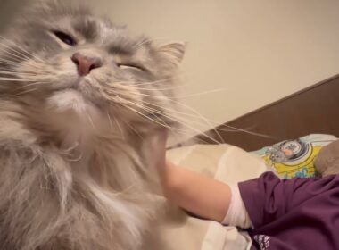 甘えるタイミングを狙う猫　ラガマフィン　サイベリアンcat waiting for the right moment to be affectionate. Ragamuffin. Siberian