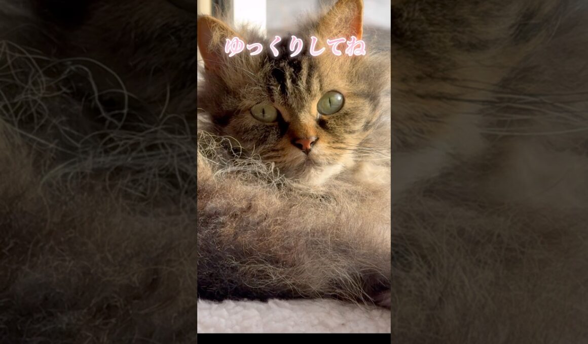 日向ぼっこの猫くうちゃんからお疲れさま #スクーカム #cat #猫のいる暮らし #猫　#shorts