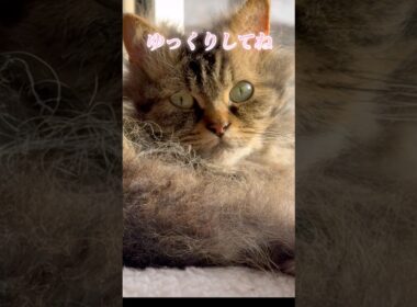 日向ぼっこの猫くうちゃんからお疲れさま #スクーカム #cat #猫のいる暮らし #猫　#shorts