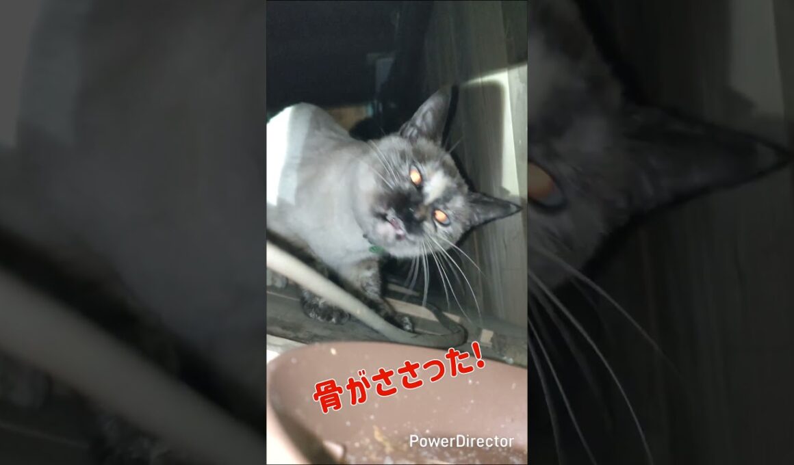 魚の骨をも喰らう猫 #cat#シャムミックス
