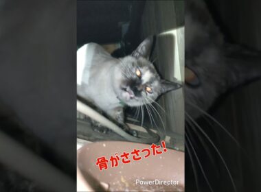 魚の骨をも喰らう猫 #cat#シャムミックス