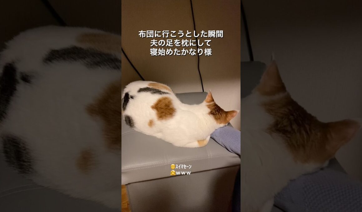 夫の足を枕にしてスヤスヤ眠る子猫 #猫 #保護猫