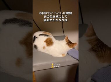 夫の足を枕にしてスヤスヤ眠る子猫 #猫 #保護猫