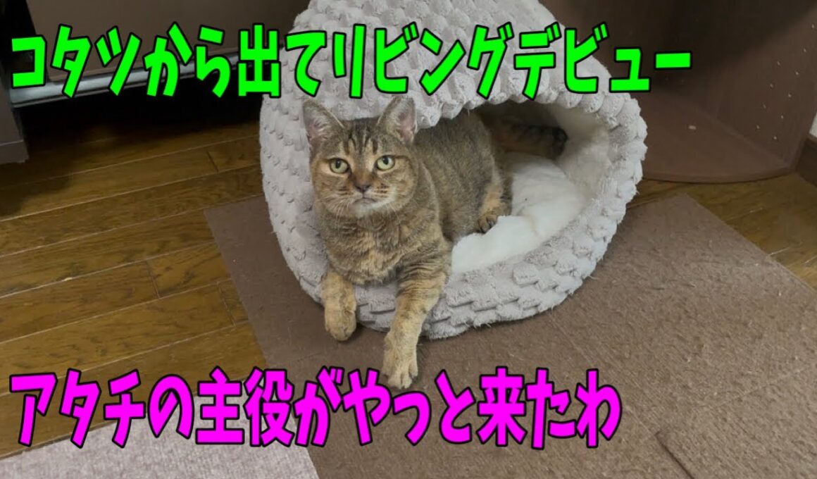 【なじゅDAY】園長宅にいる居残り猫達
