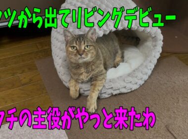 【なじゅDAY】園長宅にいる居残り猫達