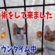 【子猫の角膜手術】幼い子猫達の目を守りたい