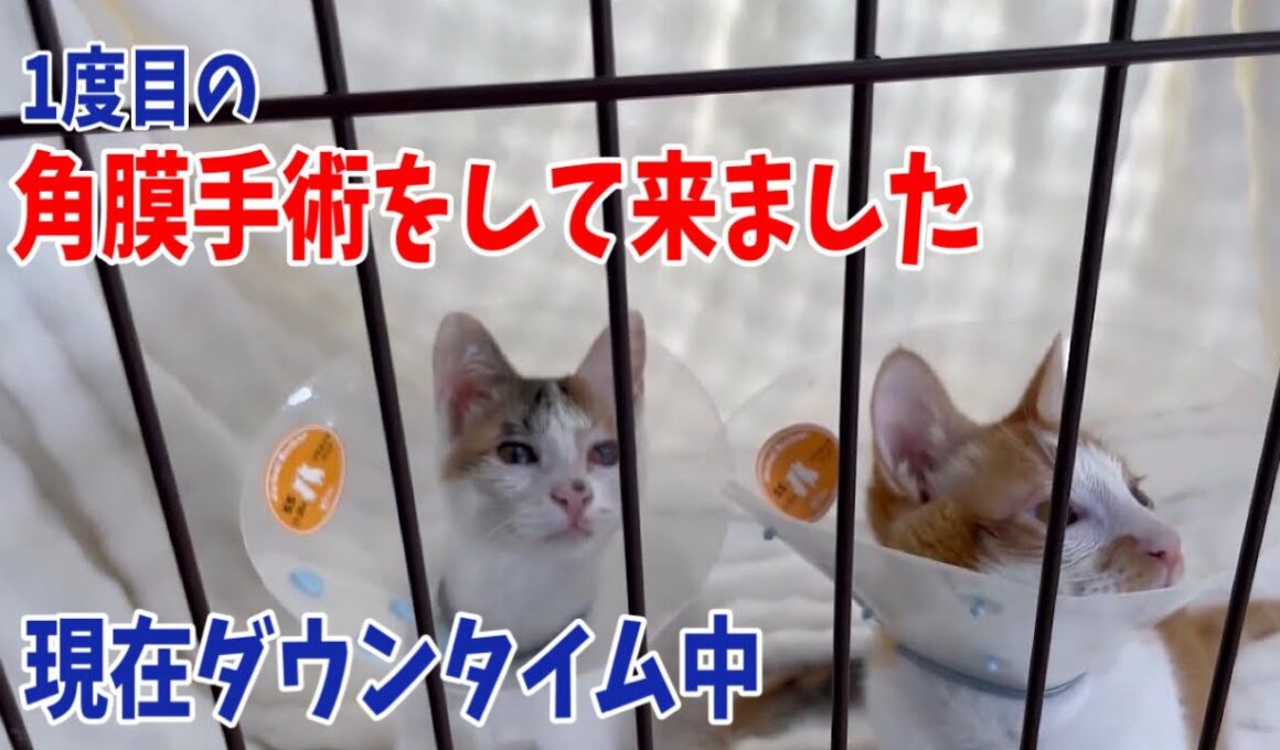【子猫の角膜手術】幼い子猫達の目を守りたい