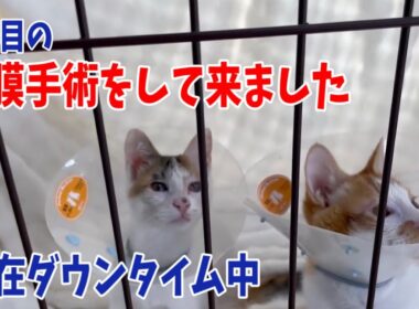 【子猫の角膜手術】幼い子猫達の目を守りたい