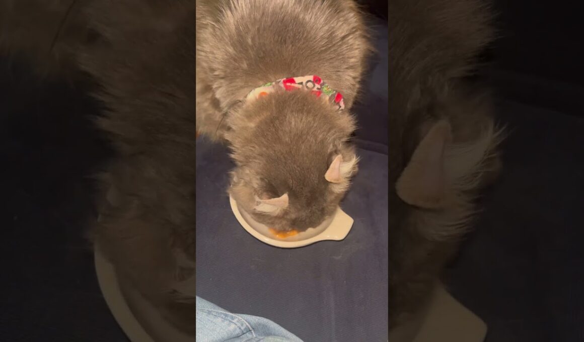 ちゅーる #ねこ動画 #アメリカンカール