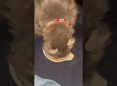 ちゅーる #ねこ動画 #アメリカンカール