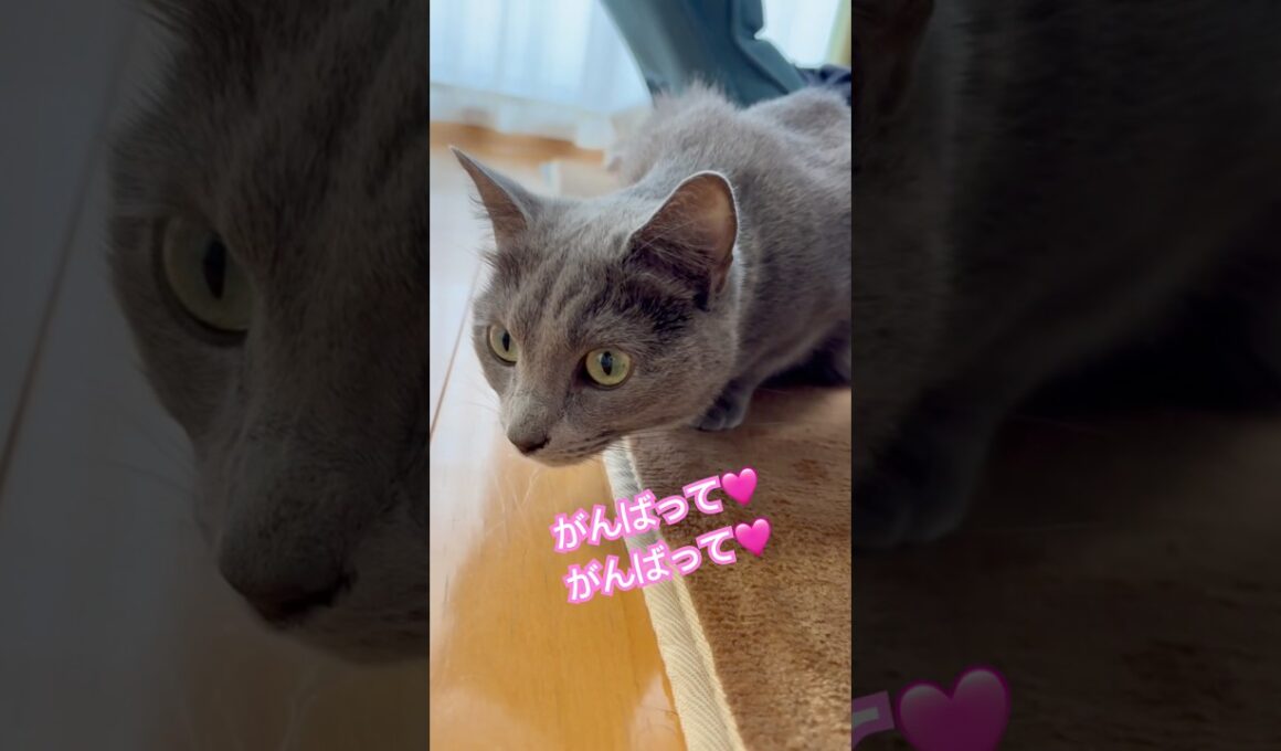 がんばってクンクン❤️ #猫 #ロシアンブルー #catshorts #shorts