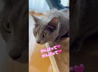 がんばってクンクン❤️ #猫 #ロシアンブルー #catshorts #shorts