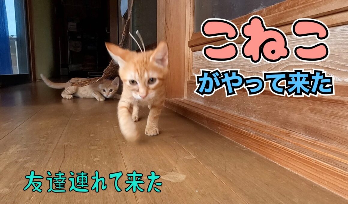 子猫がやって来た‼️😊　　「友達連れて来た」