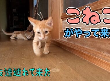 子猫がやって来た‼️😊　　「友達連れて来た」