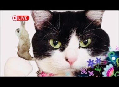 【猫LIVE】ハチワレ🐈‍⬛ラグドール🐈のでこぼこコンビの日常生活#猫 #ライブ配信