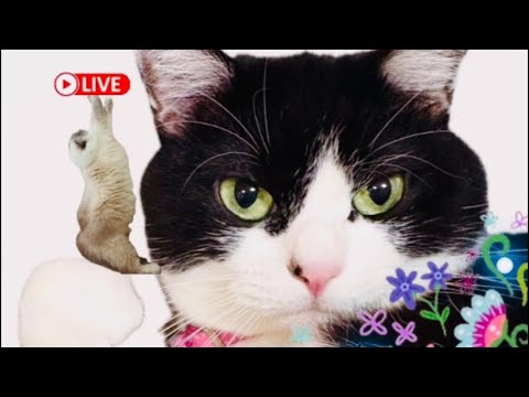 【猫LIVE】ハチワレ🐈‍⬛ラグドール🐈のでこぼこコンビの日常生活#猫 #ライブ配信